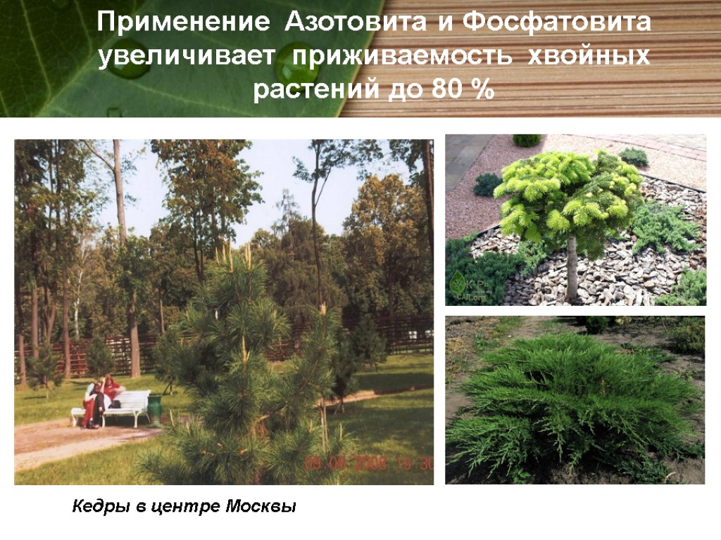 Кедры в центре Москвы Применение Азотовита и Фосфатовита увеличивает приживаемость хвойных растений до 80